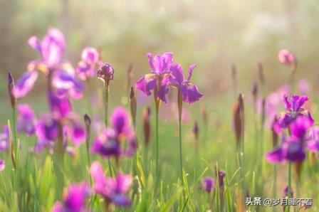 鸢尾花的花语及寓意，浅谈鸢尾花的象征意义