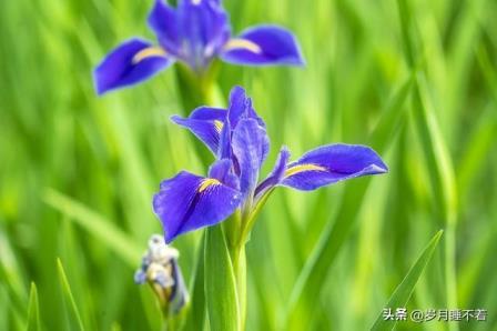 鸢尾花的花语及寓意，浅谈鸢尾花的象征意义