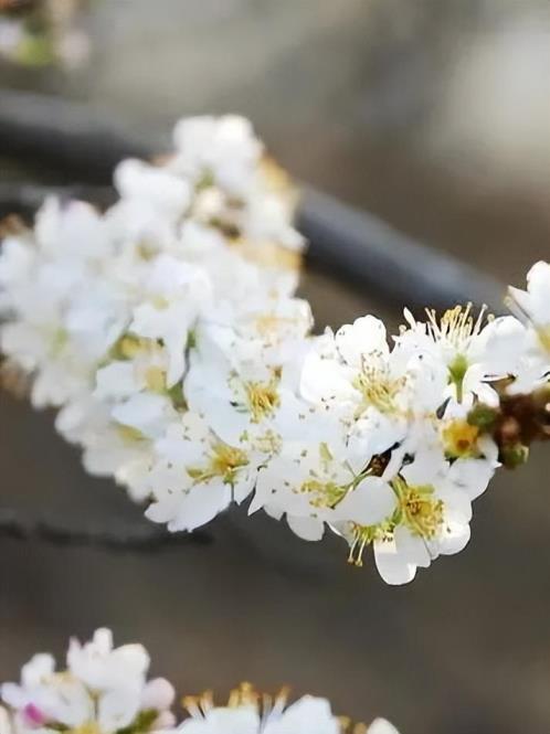 春天开的花有多少种，春天九种最美的花推荐