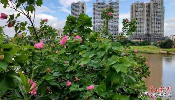 芙蓉花什么时候开，观赏芙蓉花花期简介