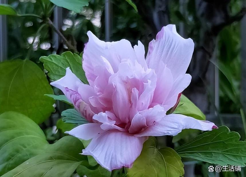 木槿花怎么养才能茂盛，有关木槿花养护要点