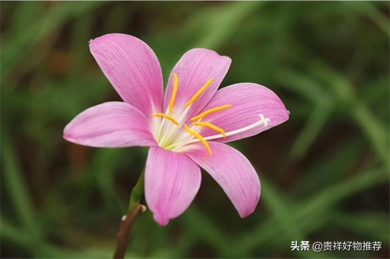 哪些花在夏天开，盘点10种代表夏天的花