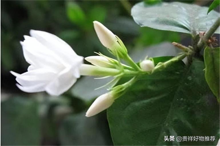 哪些花在夏天开，盘点10种代表夏天的花