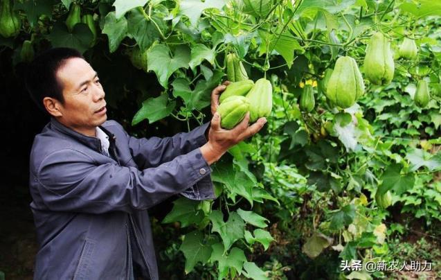 佛手瓜怎么种植，有关佛手瓜栽培技术