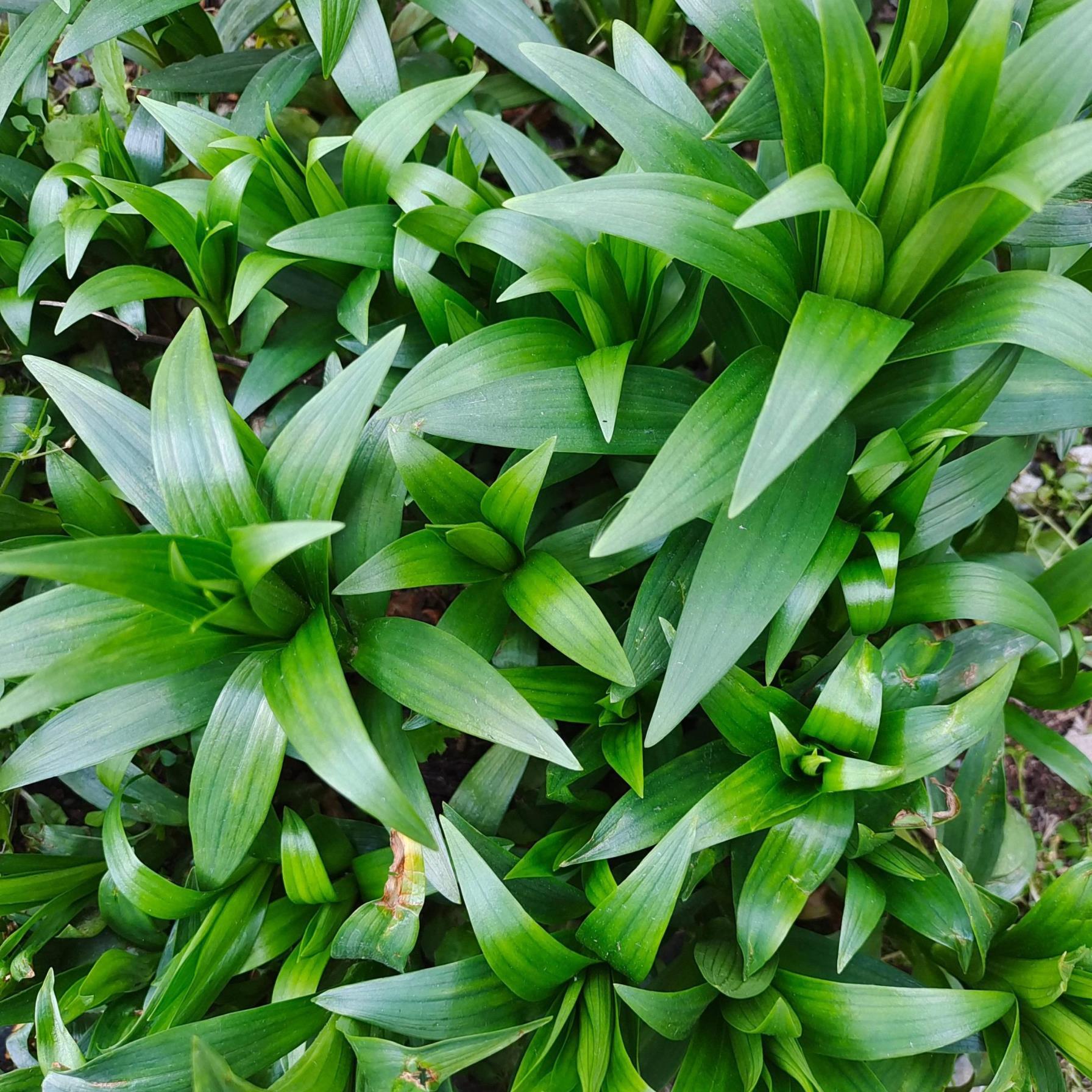 百合怎么种植方法，详解百合的栽培技术