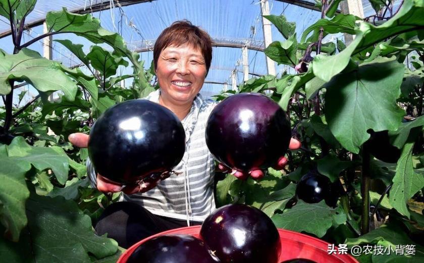 茄子如何种植，茄子的种植方法和管理技术