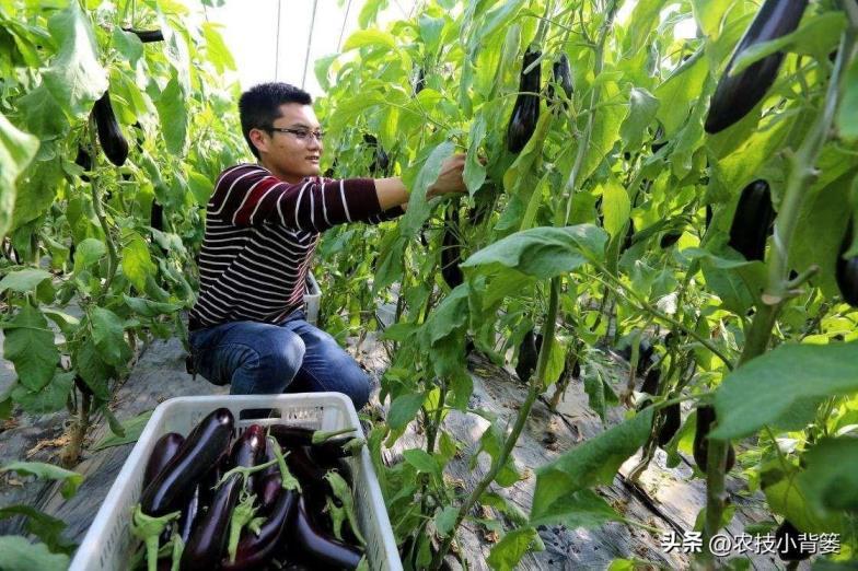 茄子如何种植，茄子的种植方法和管理技术