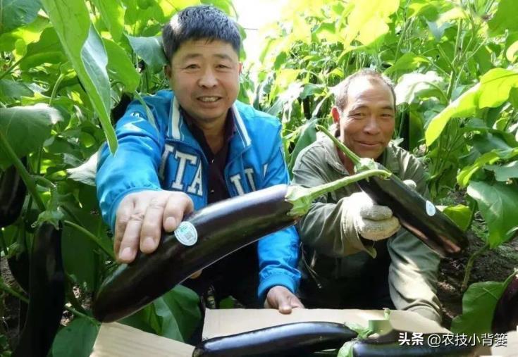 茄子如何种植，茄子的种植方法和管理技术