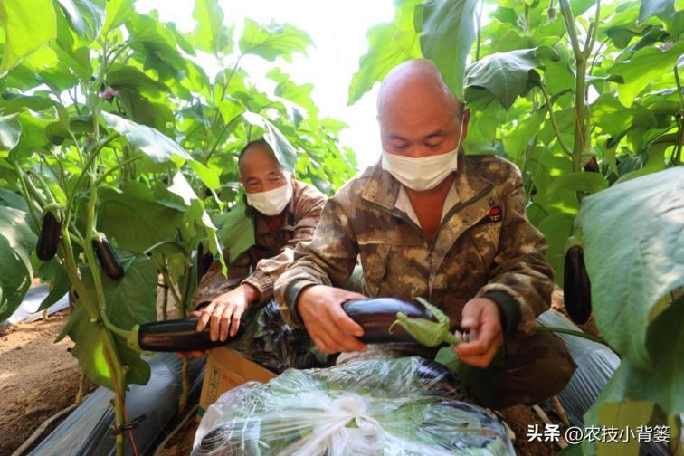 茄子如何种植，茄子的种植方法和管理技术