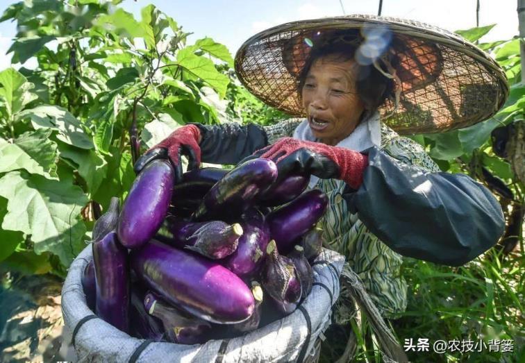 茄子如何种植，茄子的种植方法和管理技术