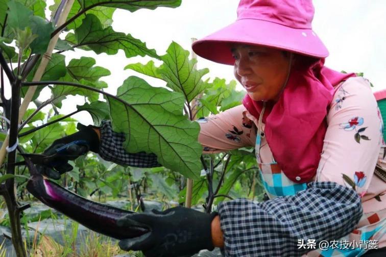 茄子如何种植，茄子的种植方法和管理技术