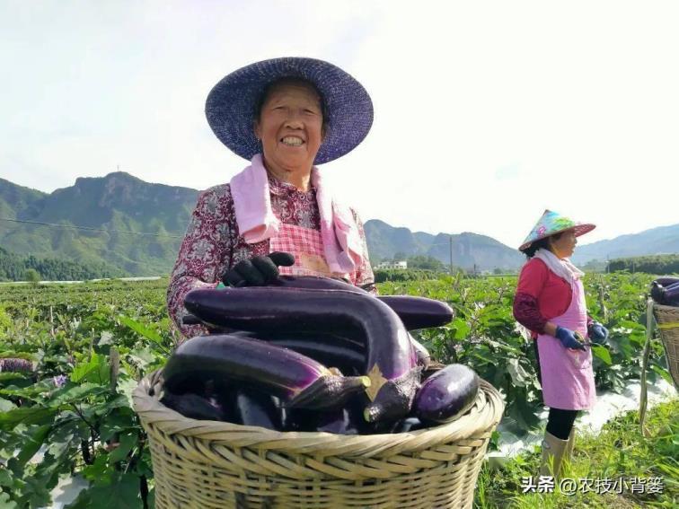 茄子如何种植，茄子的种植方法和管理技术