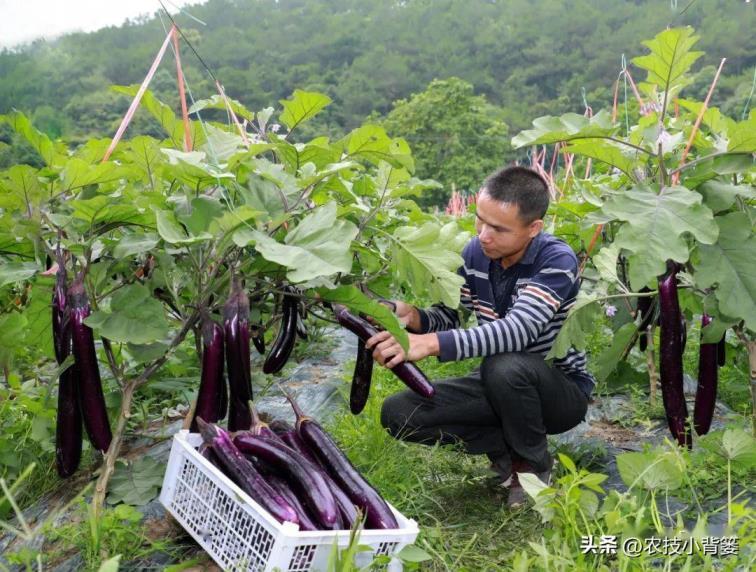 茄子如何种植，茄子的种植方法和管理技术