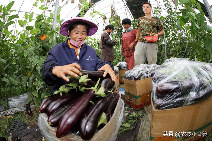 茄子如何种植，茄子的种植方法和管理技术