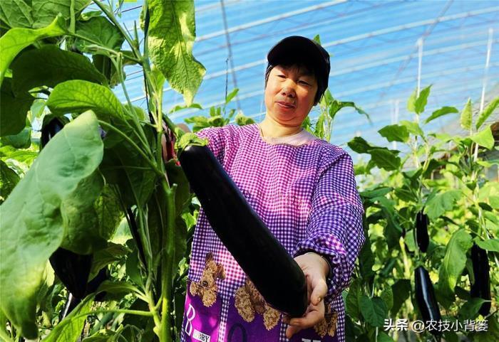 茄子如何种植，茄子的种植方法和管理技术