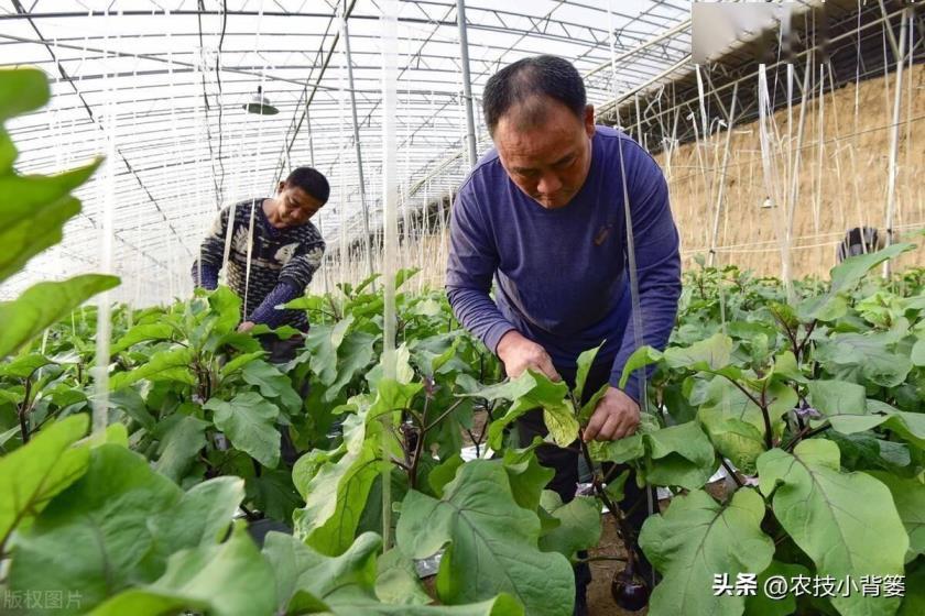 茄子如何种植，茄子的种植方法和管理技术