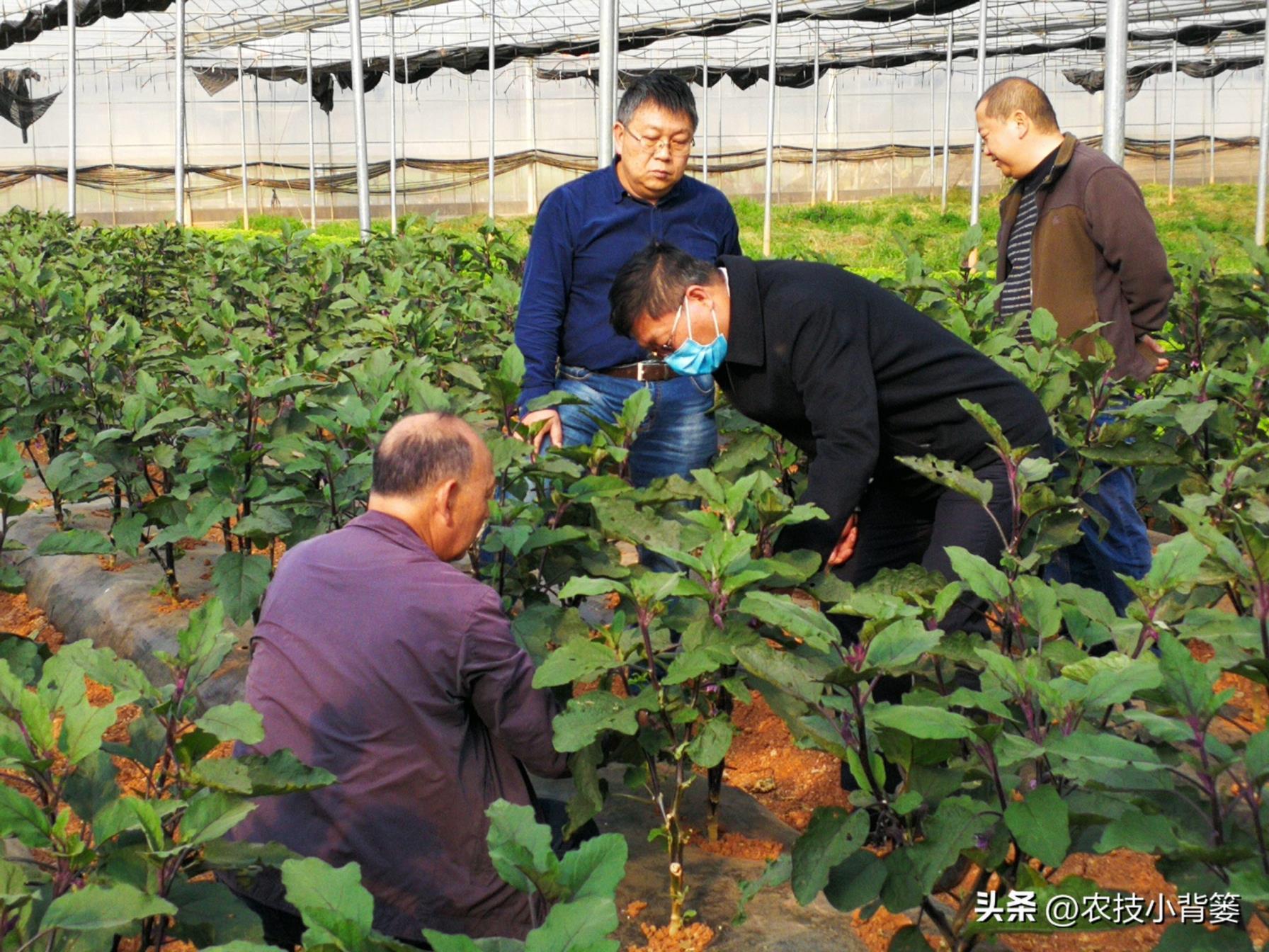 茄子如何种植，茄子的种植方法和管理技术