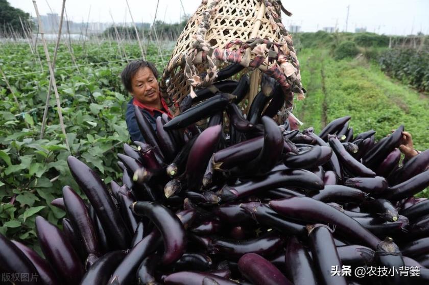 茄子如何种植，茄子的种植方法和管理技术