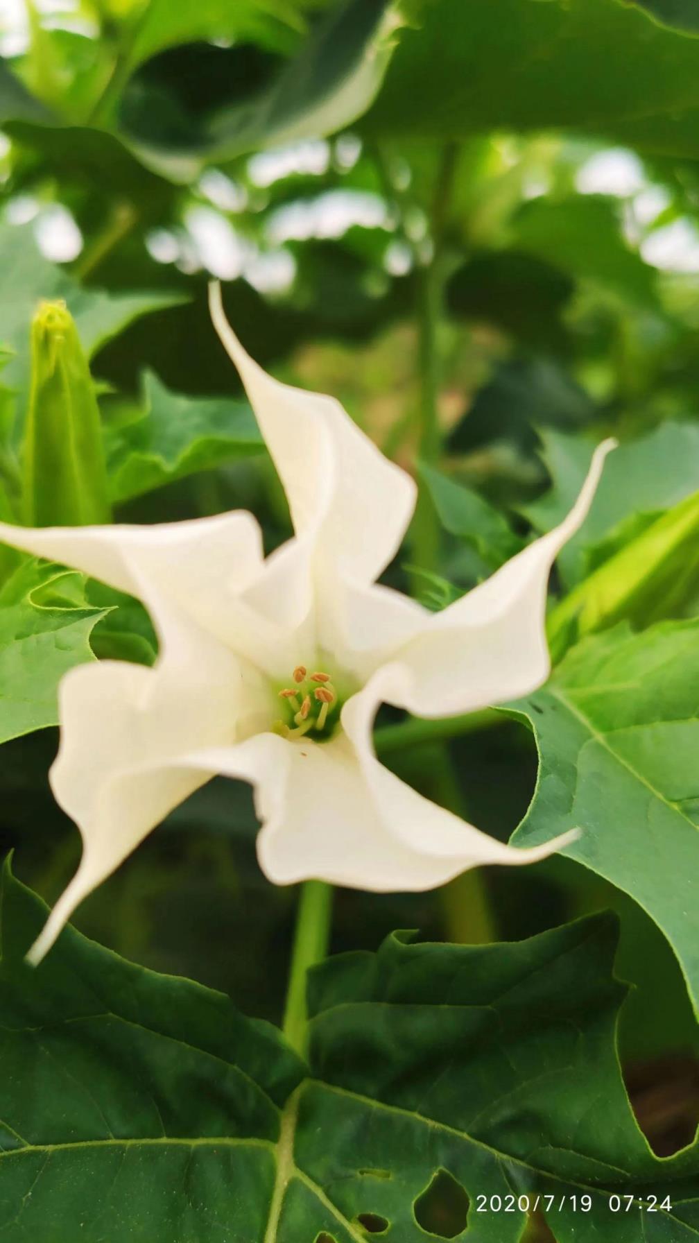 曼陀罗花语是什么意思，曼陀罗花的象征与寓意