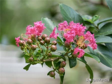 七月的代表花是什么，盘点十种七月常见的花卉