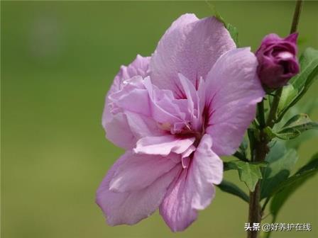 七月的代表花是什么，盘点十种七月常见的花卉