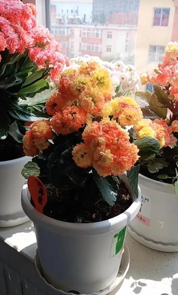 小盆栽植物有哪些品种，室内植物盆景十大排名