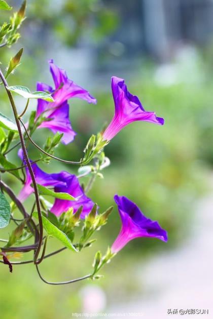 牵牛花花语什么意思，牵牛花的寓意和象征