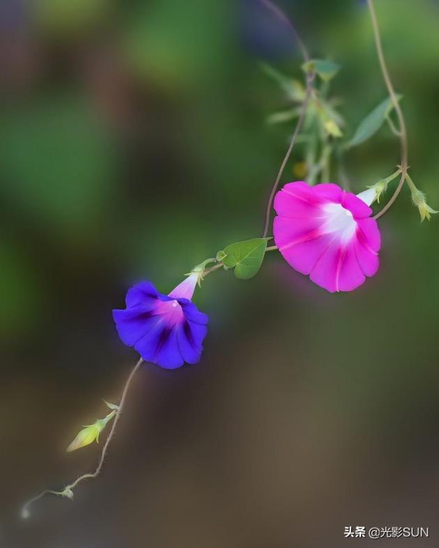 牵牛花花语什么意思，牵牛花的寓意和象征