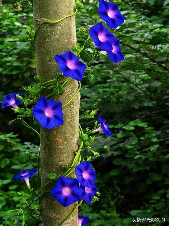 牵牛花花语什么意思，牵牛花的寓意和象征