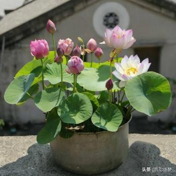 无土栽培碗莲花怎么种植，盆栽碗莲的栽培技术