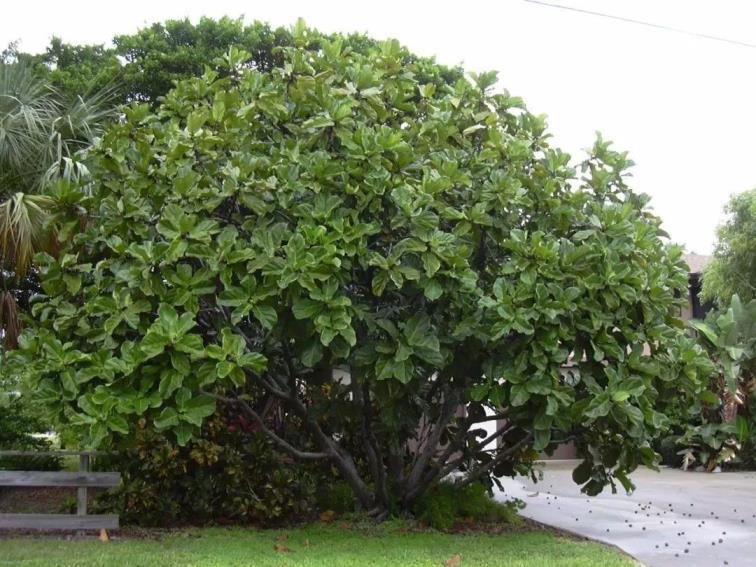 室内种什么木本植物最好，室内常绿好养木本植物介绍