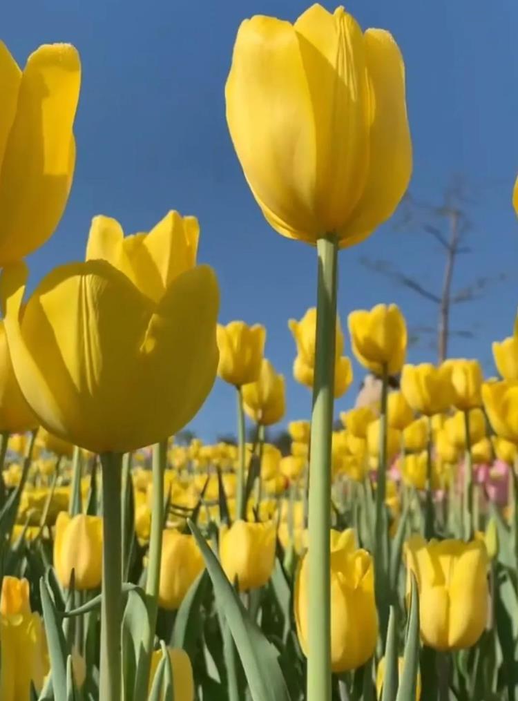 紫郁金香花语是什么，郁金香花的意义和象征