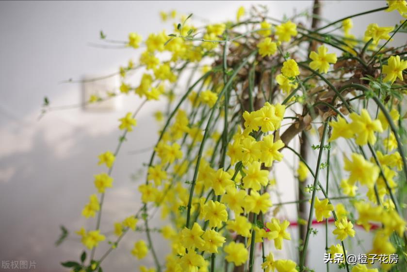 春天里开的花有哪些，春天开放的八种花介绍