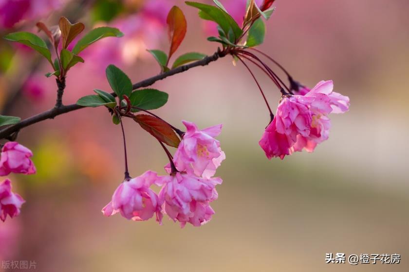 春天里开的花有哪些，春天开放的八种花介绍