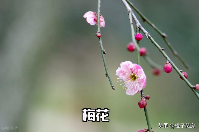 春天里开的花有哪些，春天开放的八种花介绍