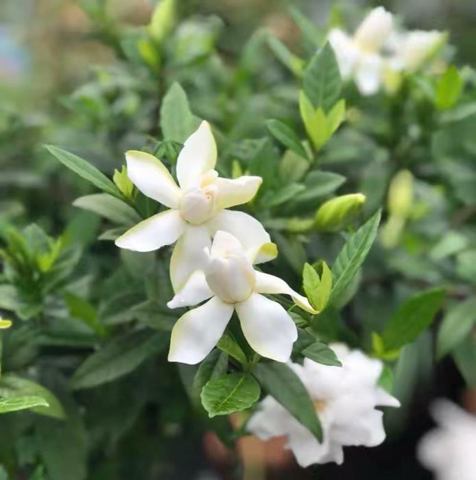 栀子花怎么催开花，详解栀子花催花小妙招