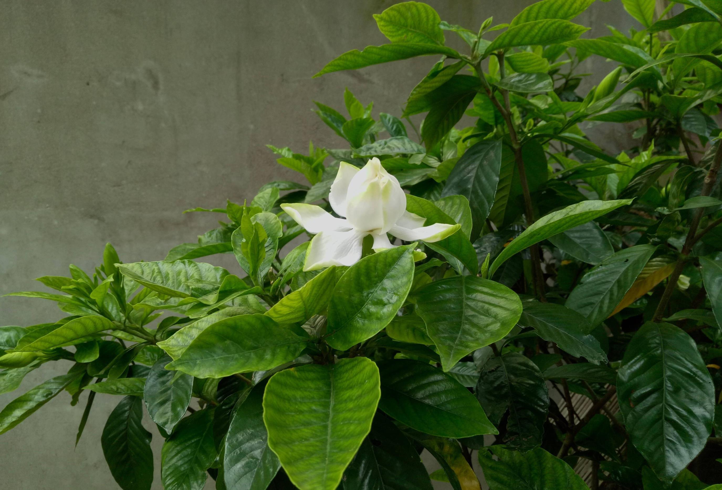 栀子花怎么催开花，详解栀子花催花小妙招