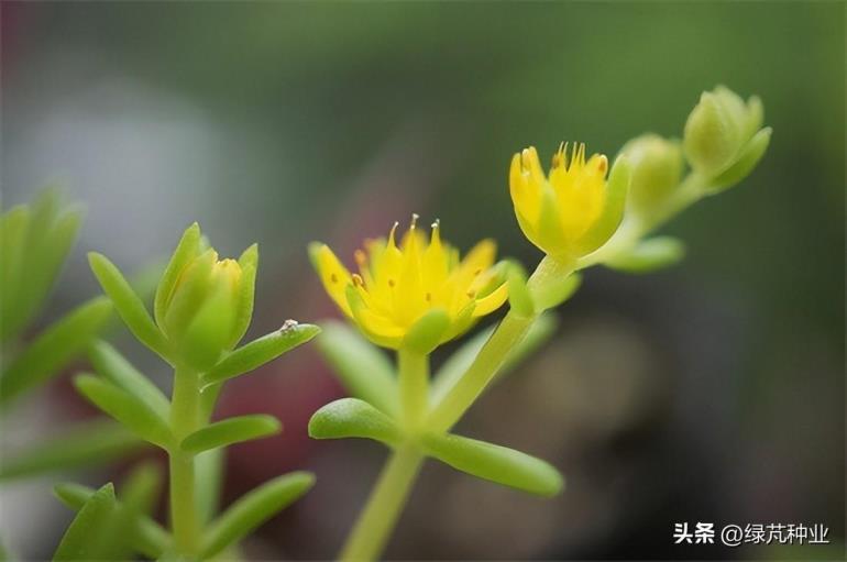 佛甲草植物怎么养，佛甲草的养殖方法和注意事项