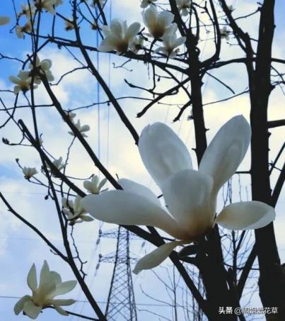 紫玉兰花什么时候开花，观赏紫玉兰花期简介