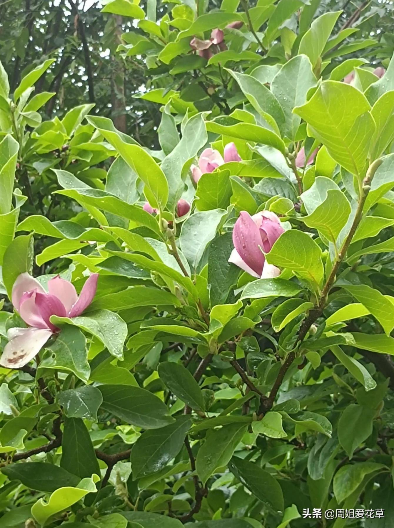 紫玉兰花什么时候开花，观赏紫玉兰花期简介