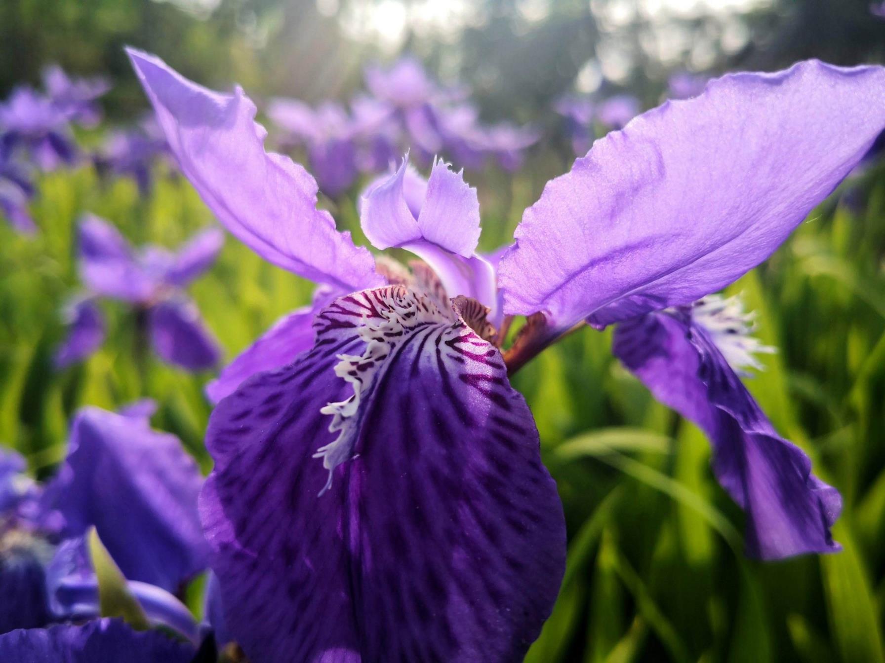 鸢尾花的花语和寓意是什么，简述鸢尾花的象征意义