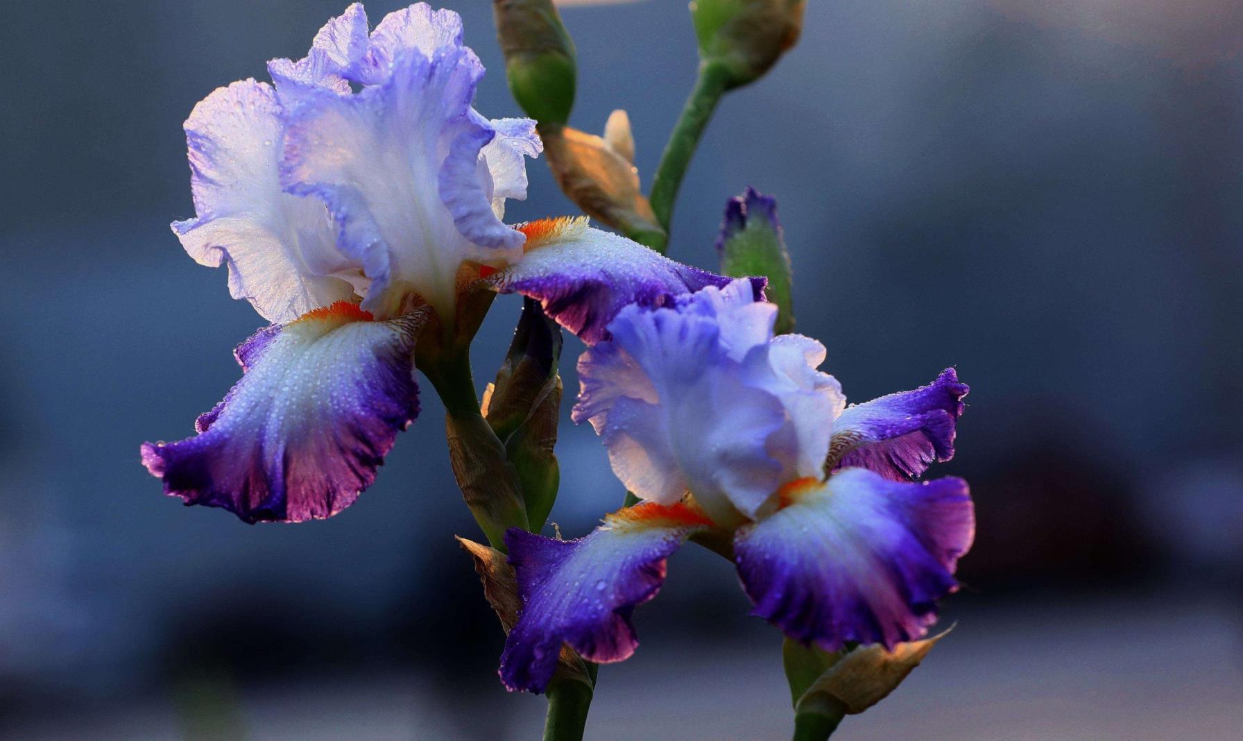 鸢尾花的花语和寓意是什么，简述鸢尾花的象征意义