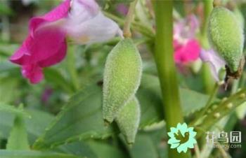 凤仙花的花期是几月份，关于凤仙花开花时间