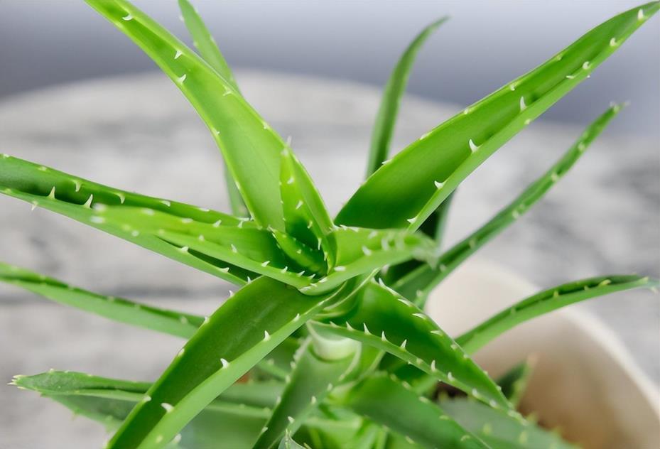 芦荟怎么栽培容易成活，芦荟的种植方法与技巧