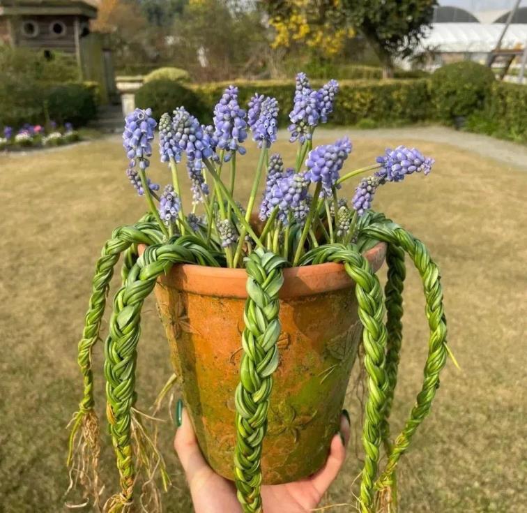 常见球根花卉有哪些，盘点八种好养的球根花卉