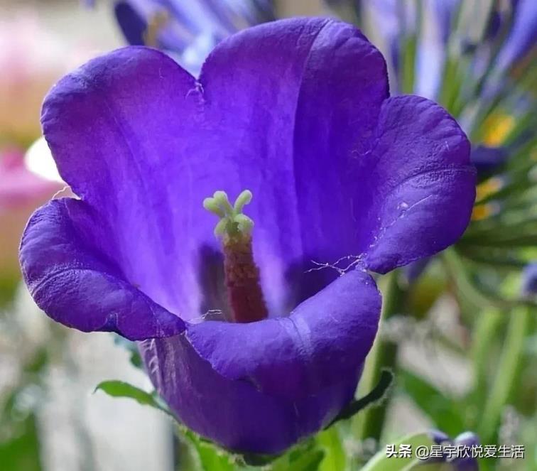 白色风铃草花语是什么，风铃草的寓意和象征