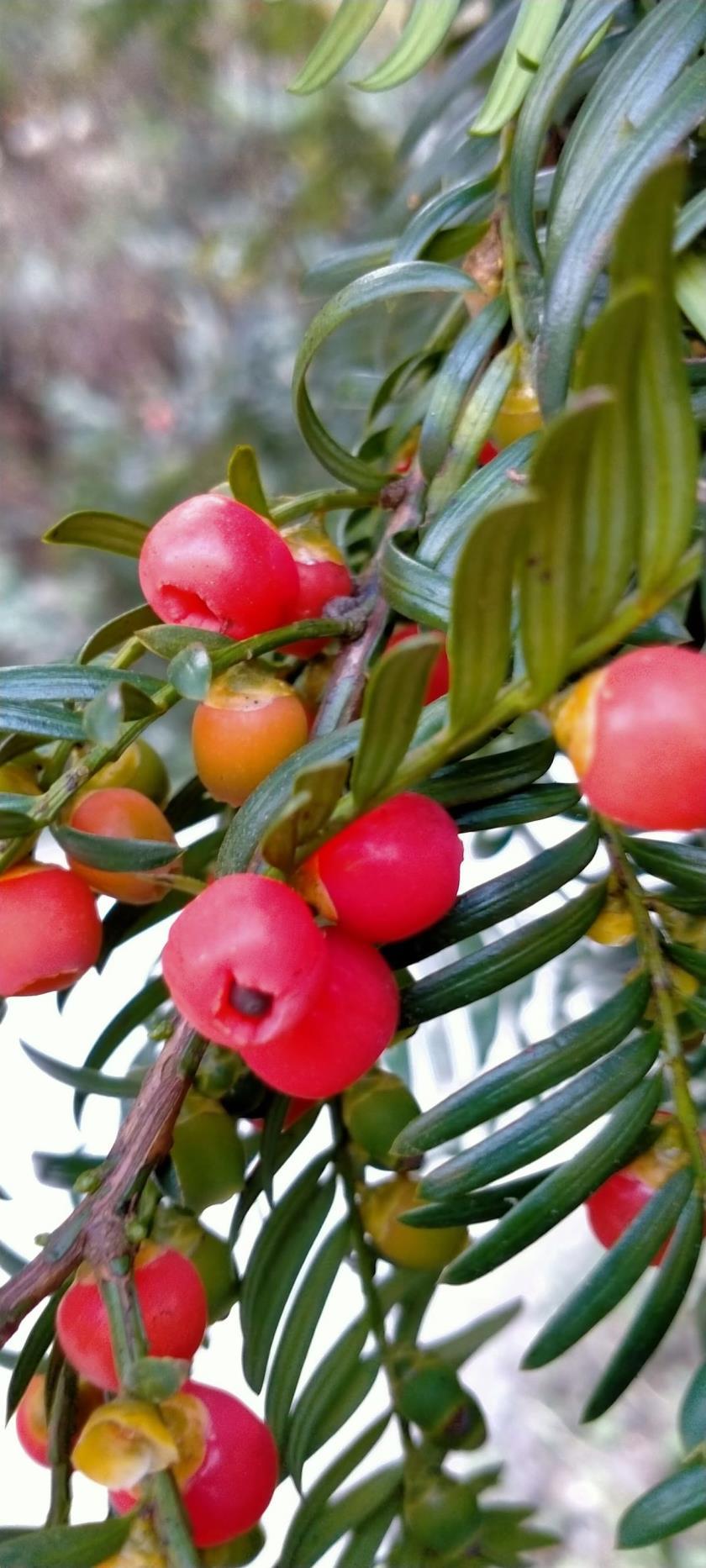 红豆杉如何种植，红豆杉种植方法和时间