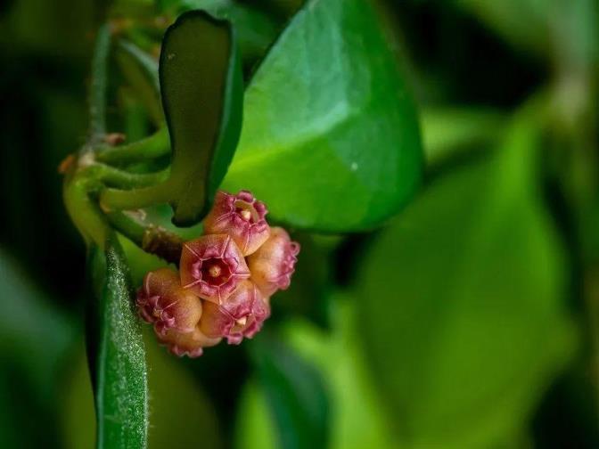 球兰怎么栽种，球兰花的种植方法及养护