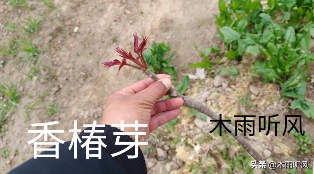 香椿怎么栽种，详解香椿的栽培技术