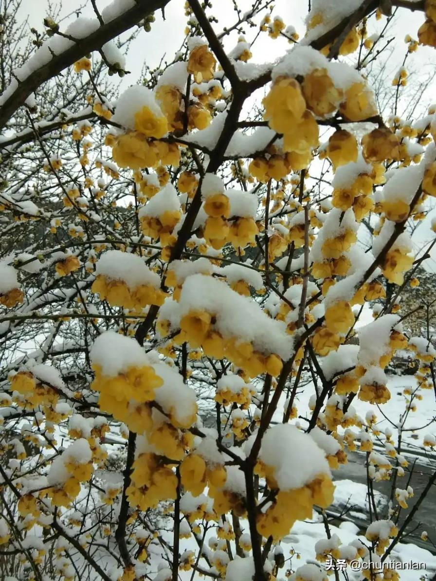 腊梅花长什么样，腊梅的外形特征描写